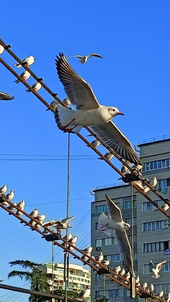 Показательные выступления в одиночном летании