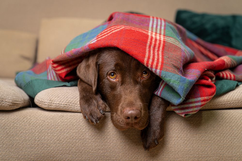 Фотография автора Krisztián Csalami