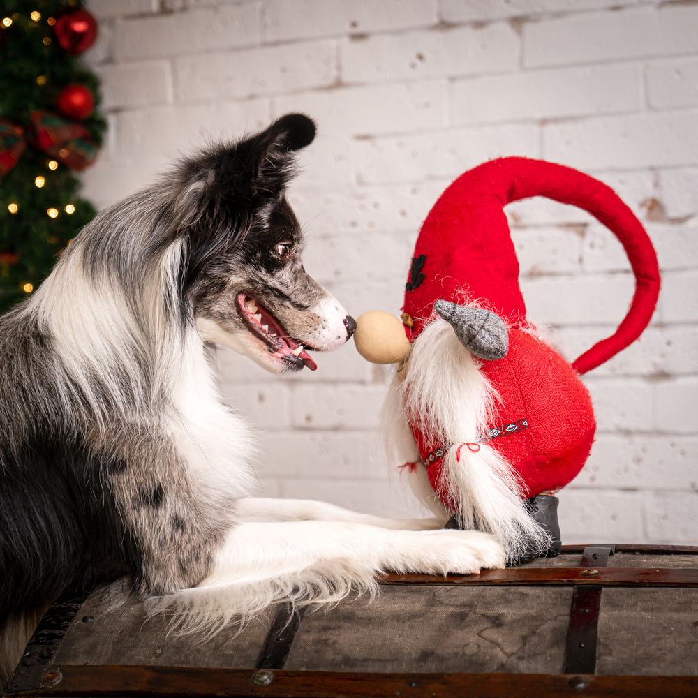 Фотография автора Krisztián Csalami