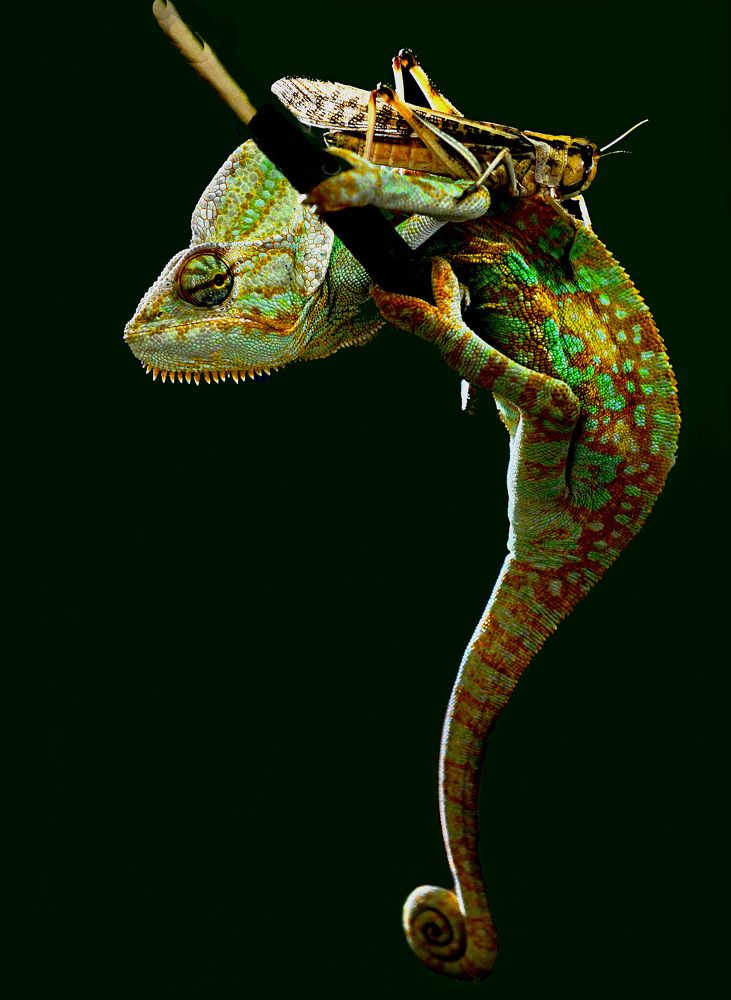 Пища хамелиона