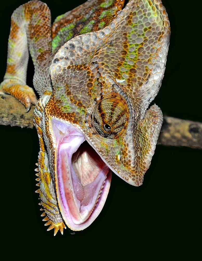 Разъярённый хамелеон.