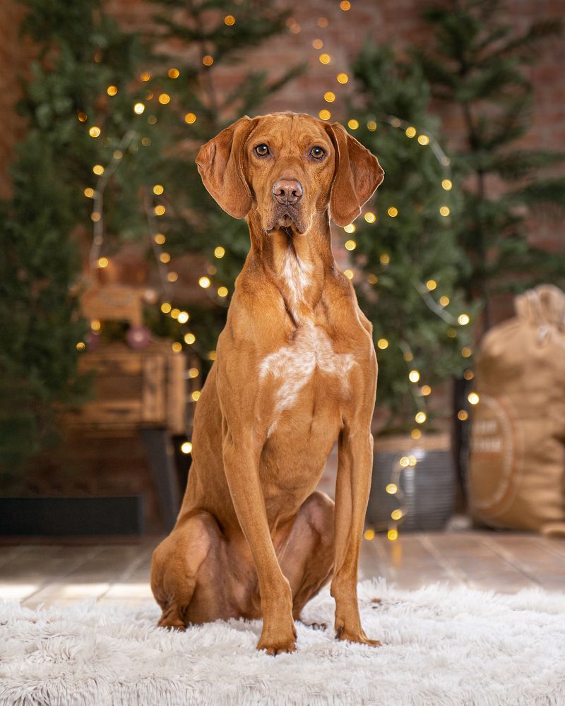 Фотография автора Krisztián Csalami