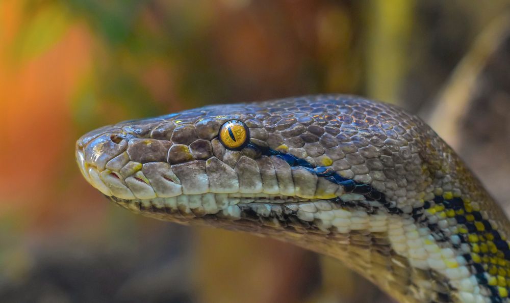 Фотография автора Leompescu Emanuel