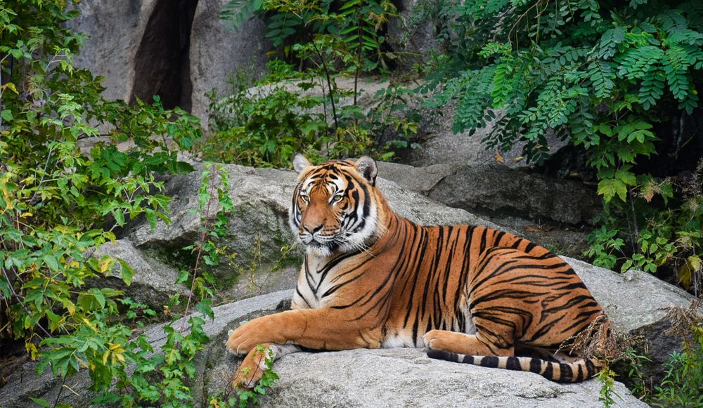 Фотография автора Leompescu Emanuel