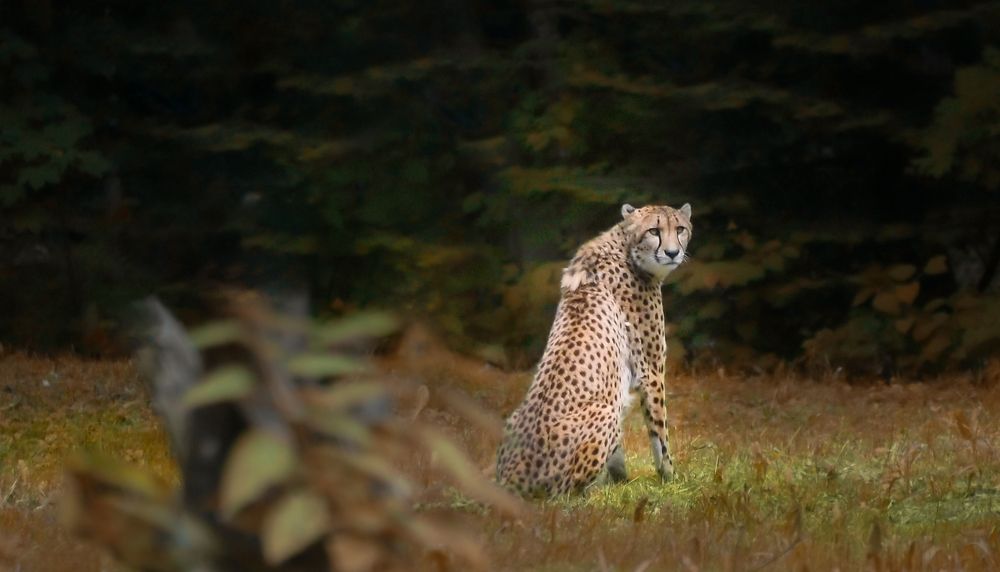 Фотография автора Leompescu Emanuel