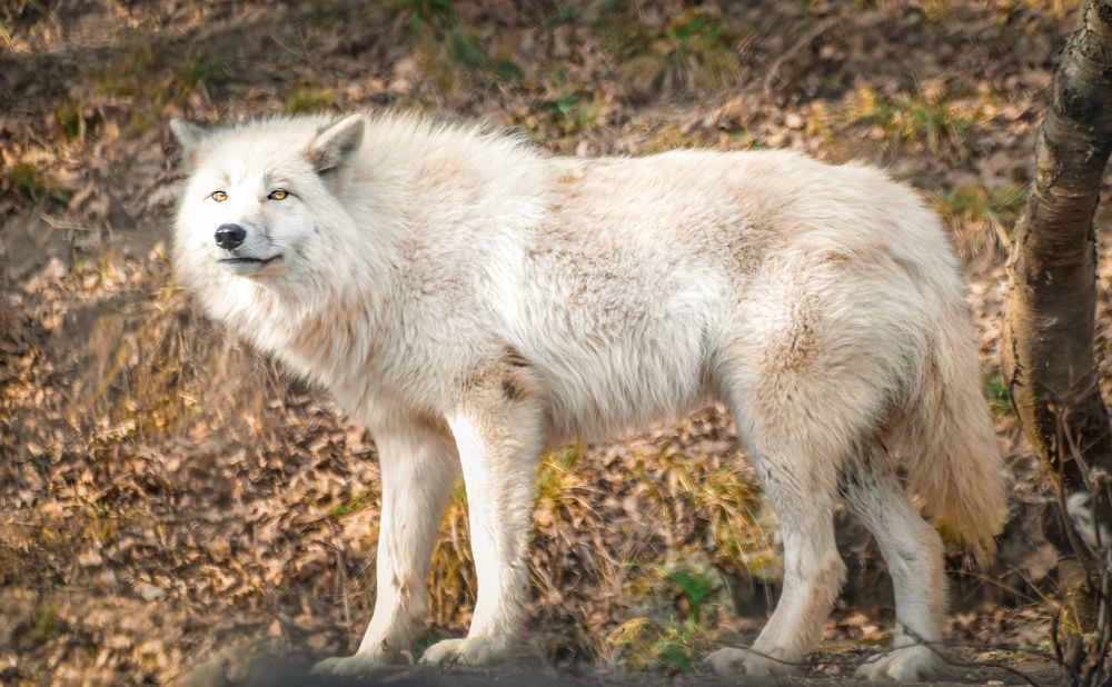 Фотография автора Leompescu Emanuel