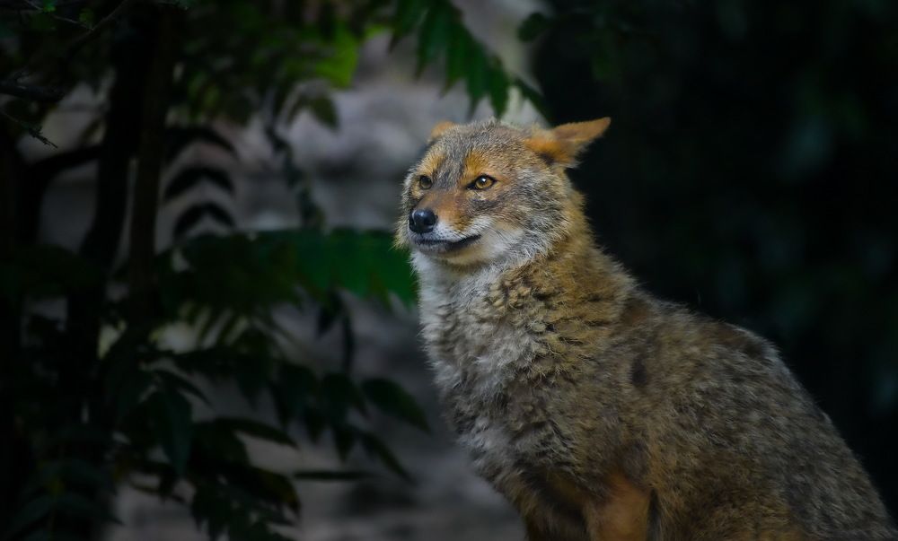 Фотография автора Leompescu Emanuel