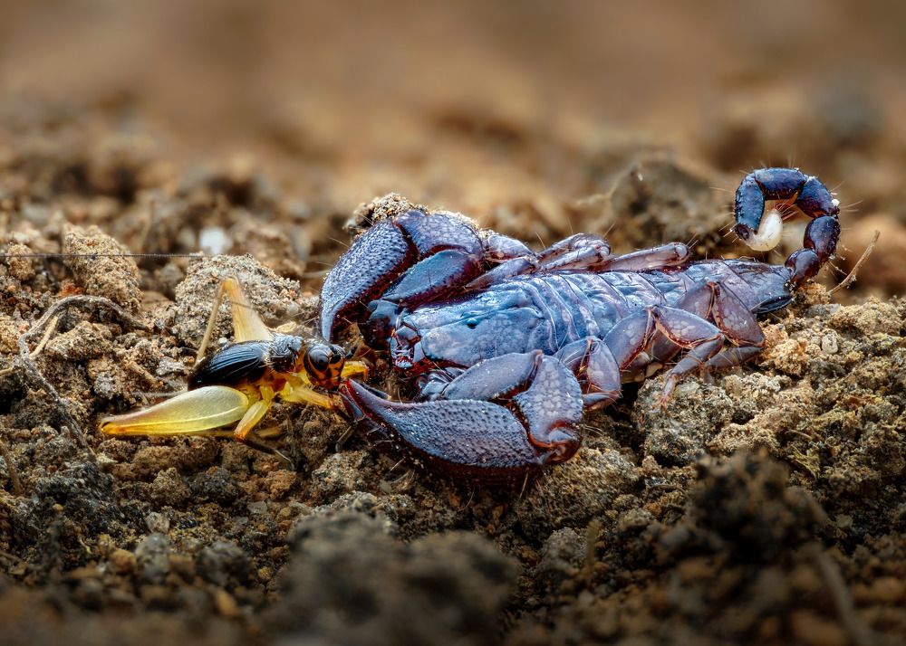 Фотография автора Tran Tuan