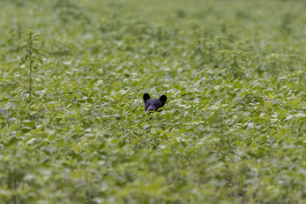 Photograph by Goutham Ganesh Sivanandam