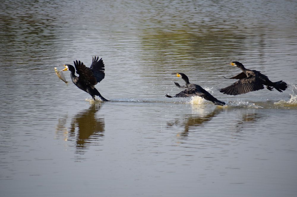 Photograph by Prakash Aryal
