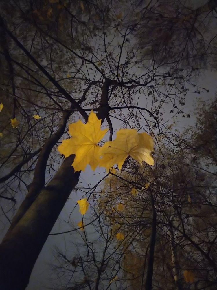 По дороге домой...