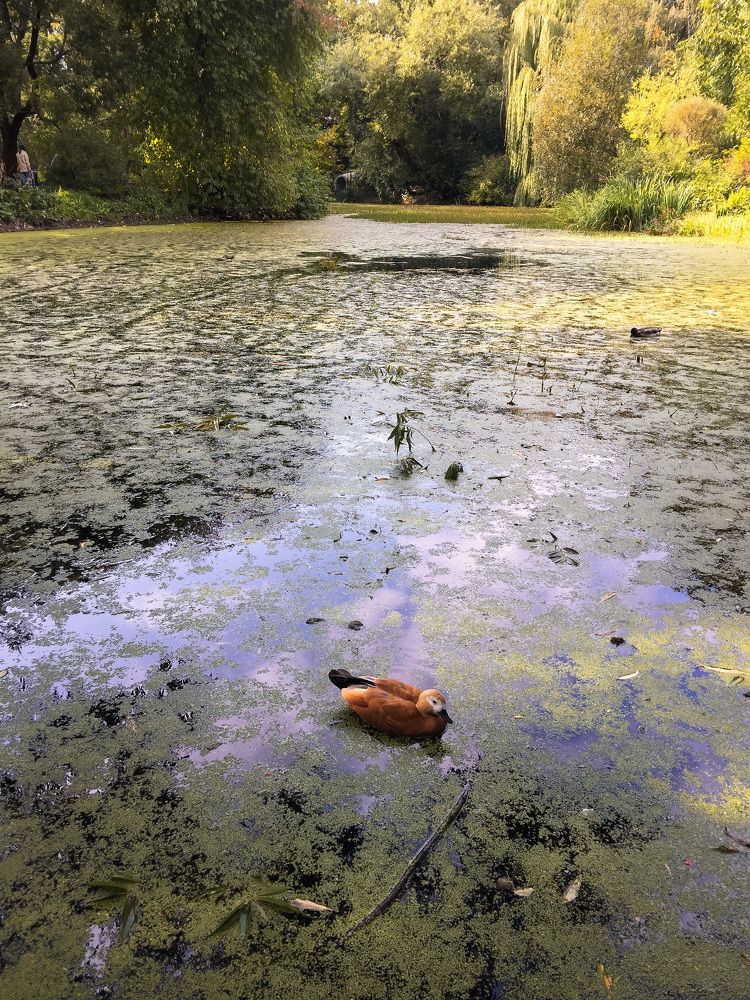 Photograph by Алиса Грюнвальд