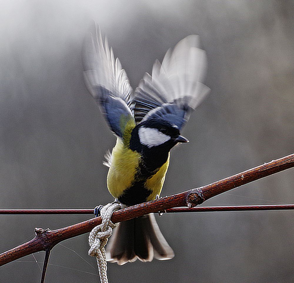 Фотография автора Сергей Гречихин