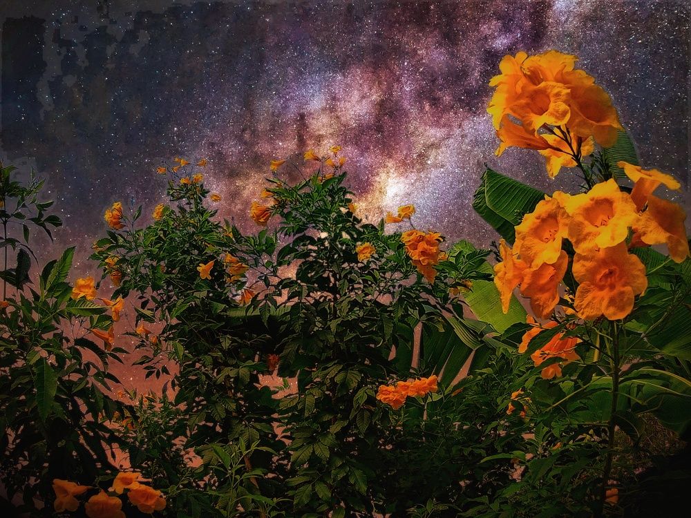 Wonderful fancy night