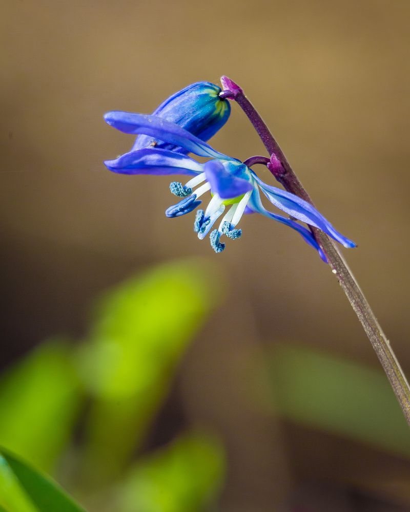 Фотография автора Волков Максим