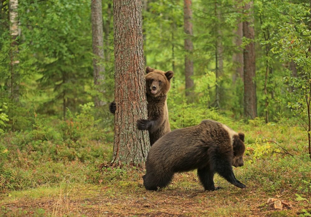 Фотография автора Юрий Кетель