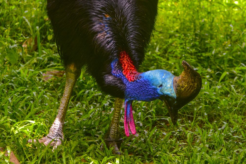 Cassowary