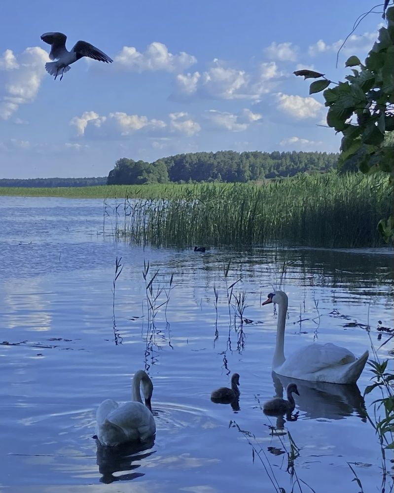 Photograph by Светлана Станевич