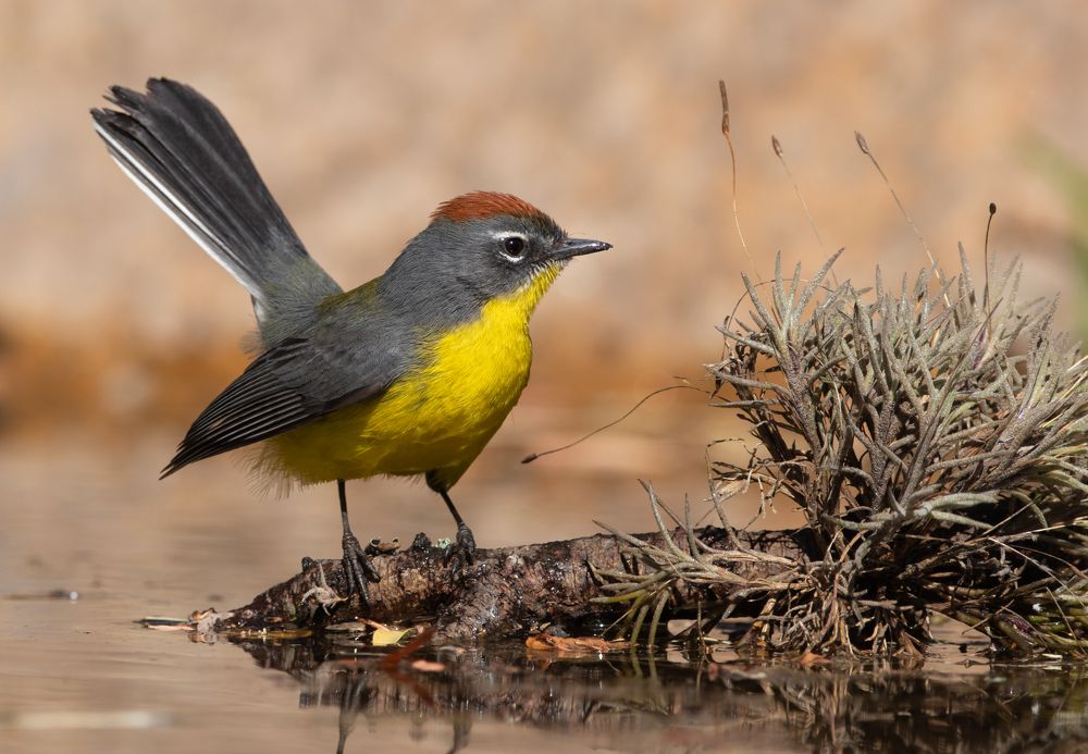 Brown-capped Redstart