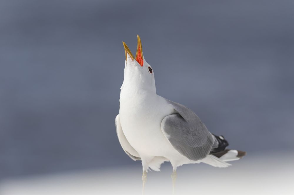 Разговор с чайкой