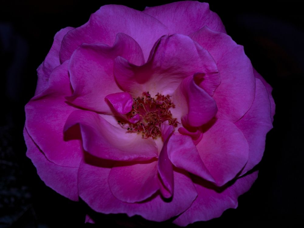 photoart, colors, rose, pink, art, photography