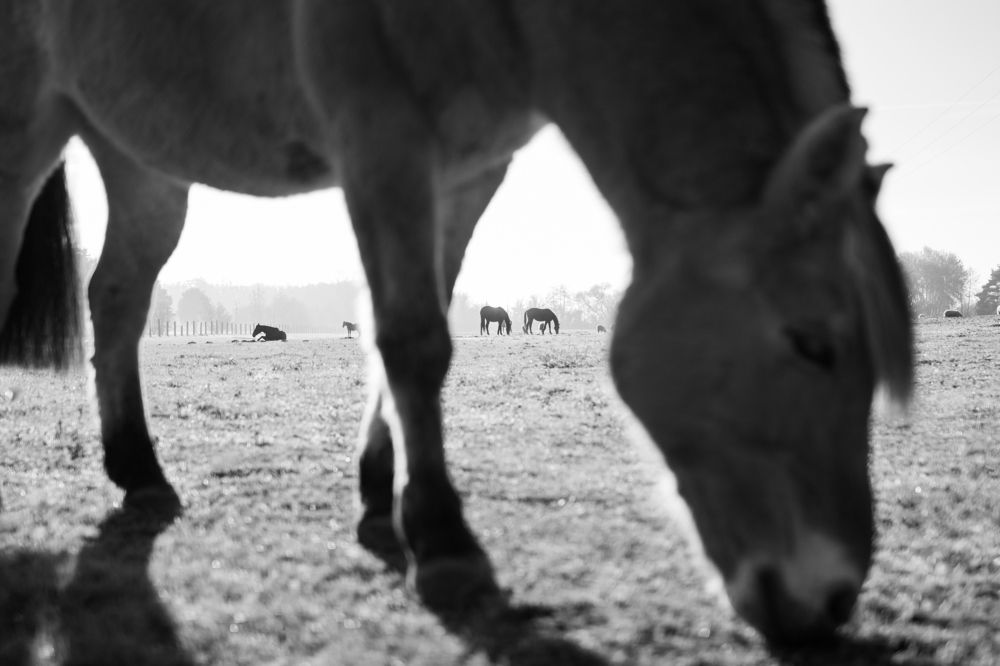 Photograph by Dorota Horváthová