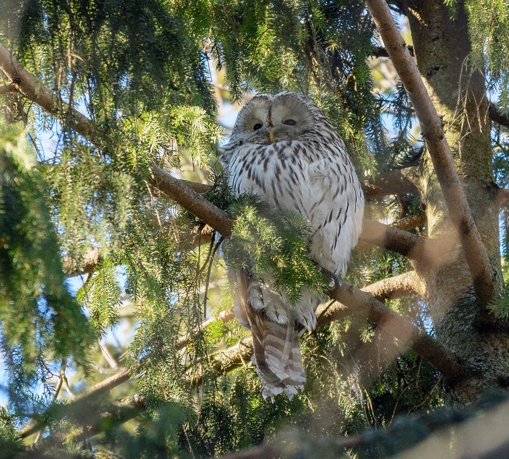 Фотография автора Анатолий Зверев