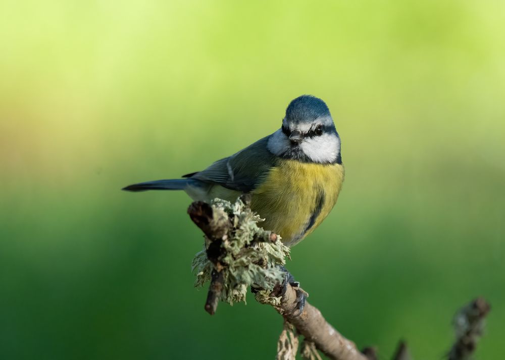 Photograph by Pedro Lemos