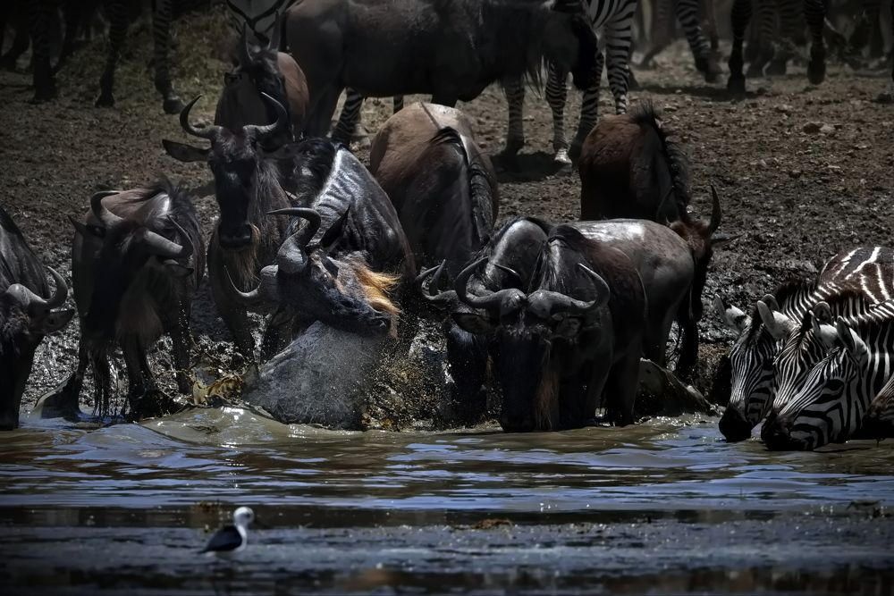 Крокодил на водопое