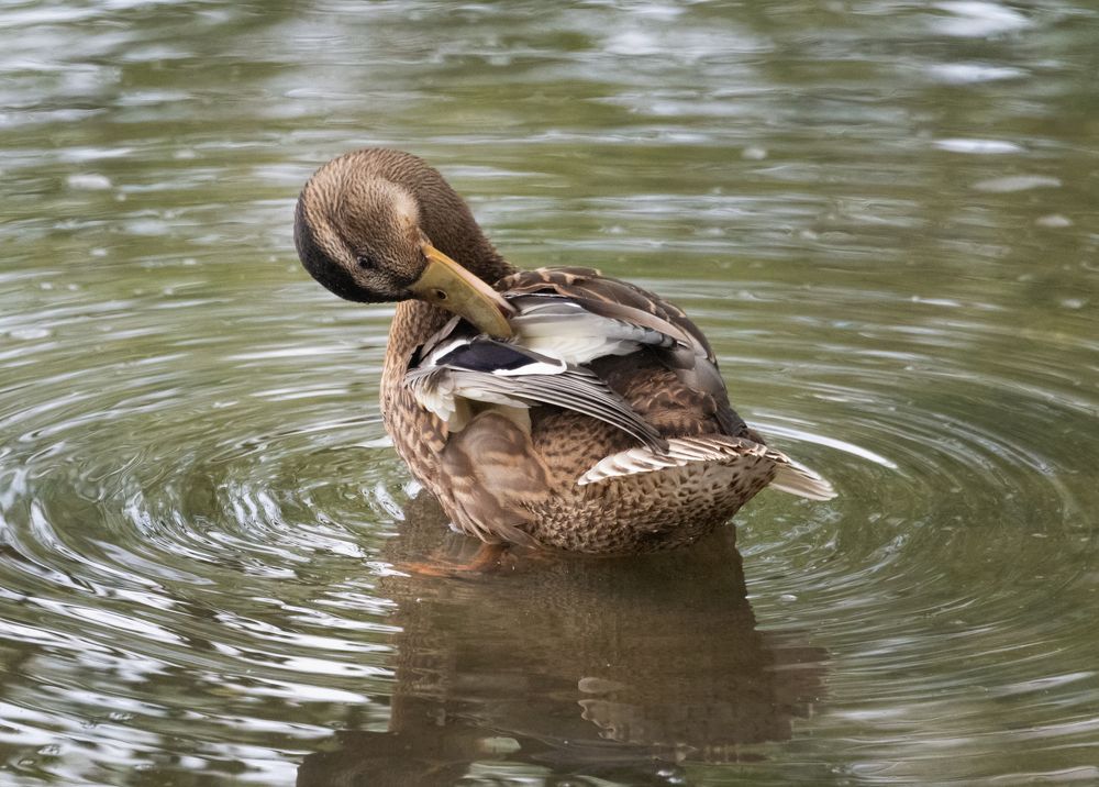 Photograph by Сергей Мальцев