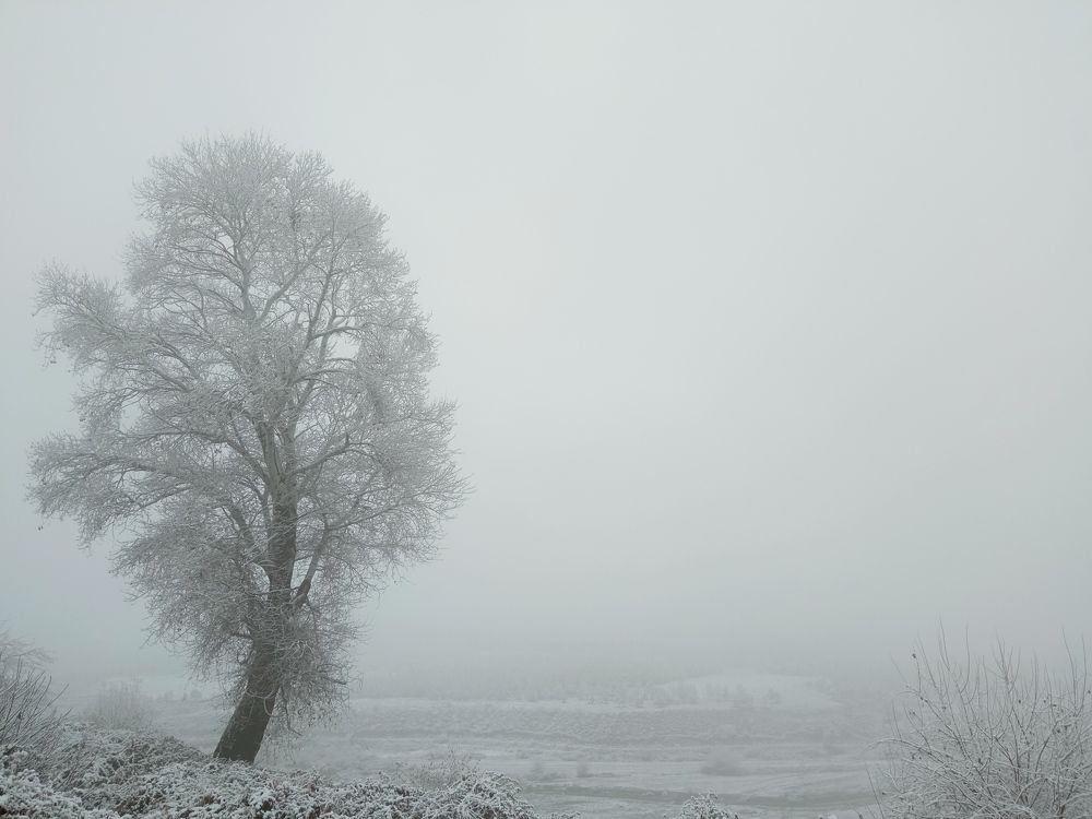 Alone tree and foggy day.