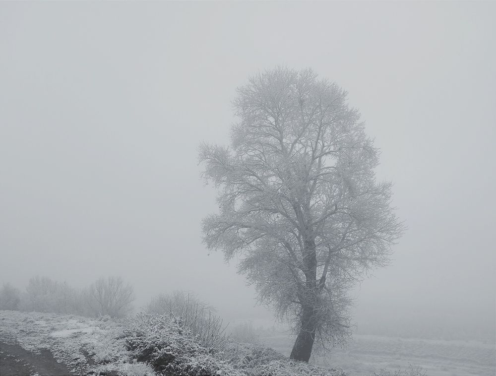 My alone tree in the snow.