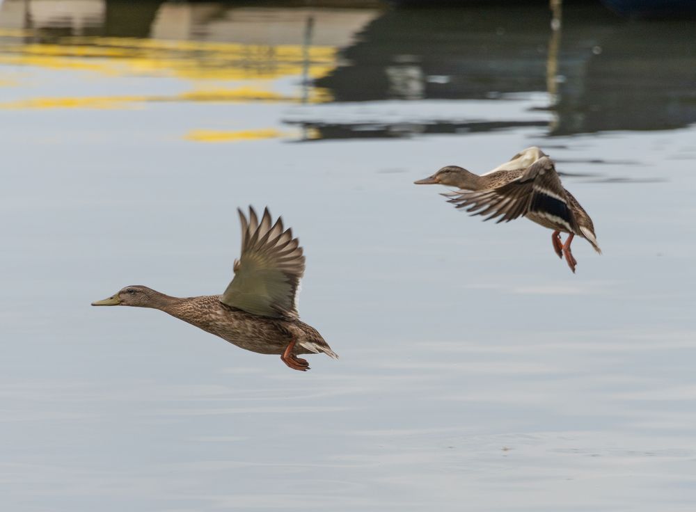 Photograph by Сергей Мальцев