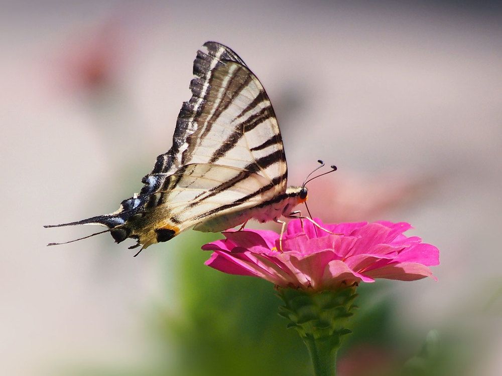 Photograph by Farid Ataei