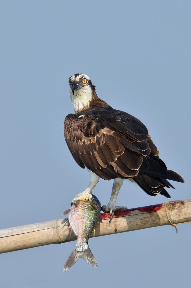 Photograph by AVISHEK MUKHERJEE