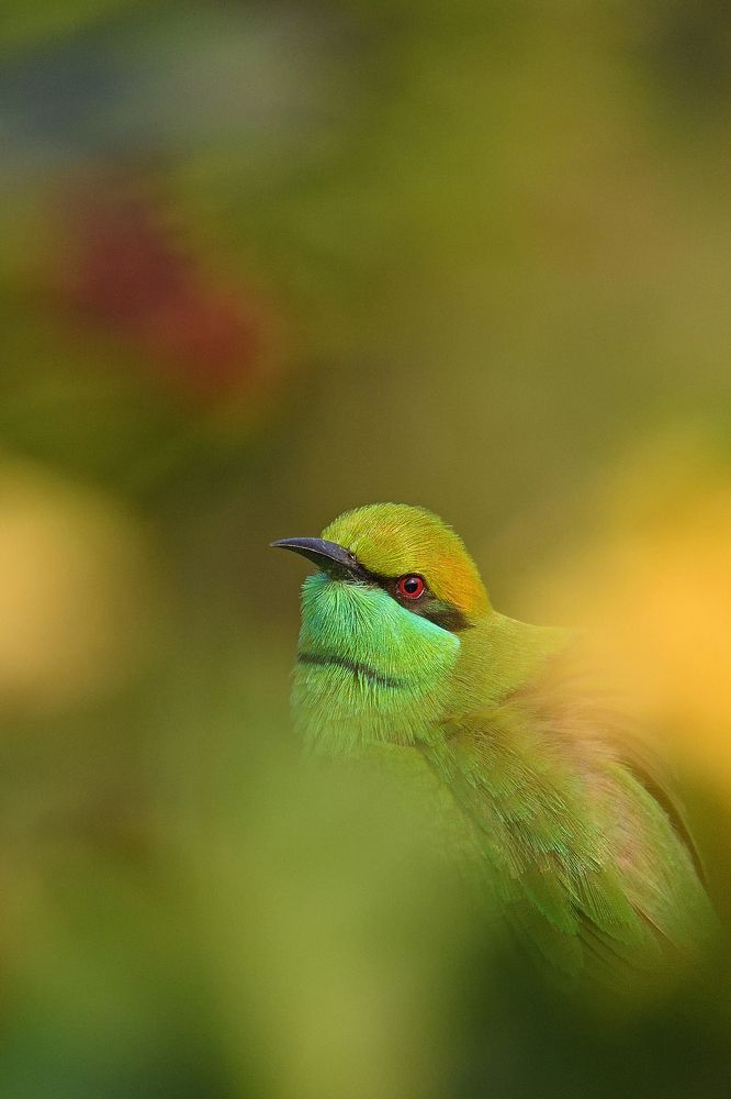 Photograph by AVISHEK MUKHERJEE