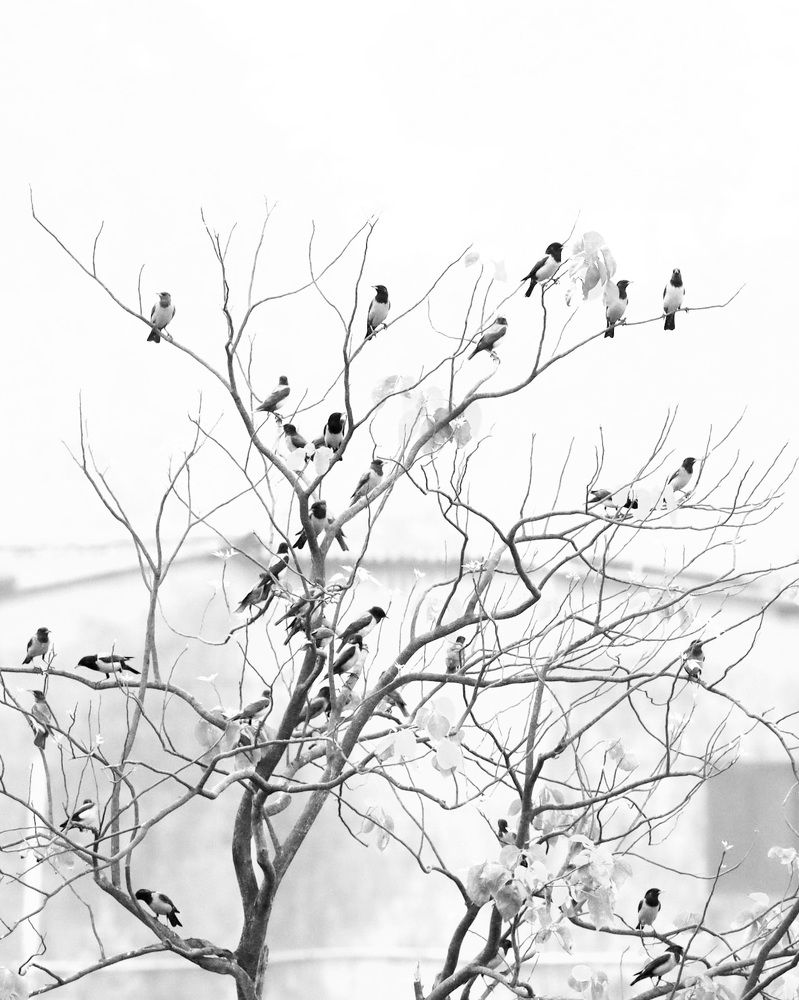 Photograph by ASHWINI BHONGE