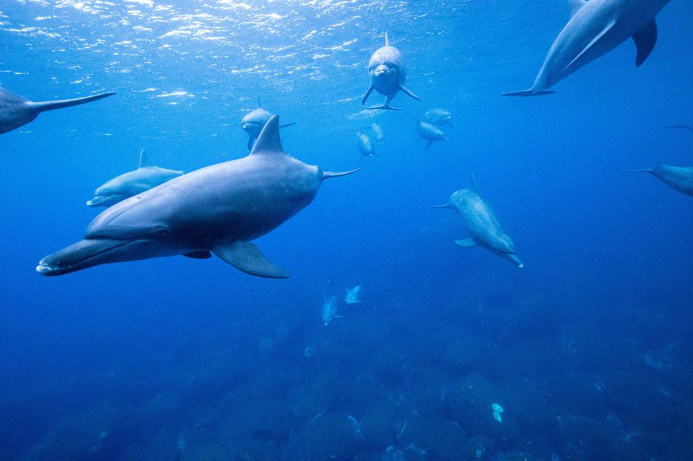 Photograph by Junya Higashi