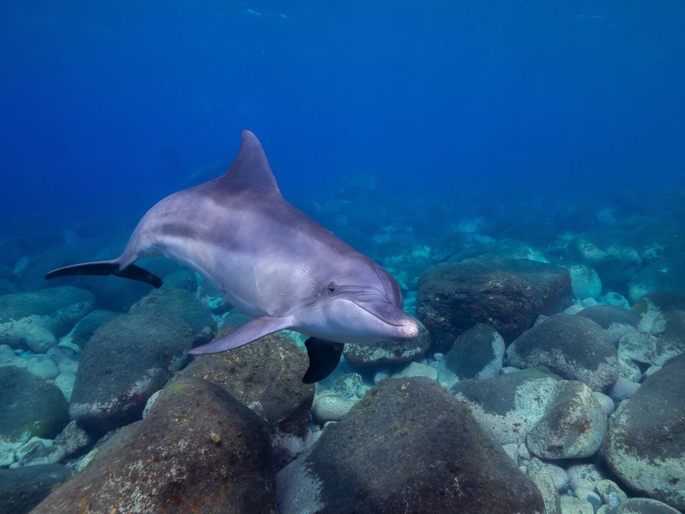 Photograph by Junya Higashi