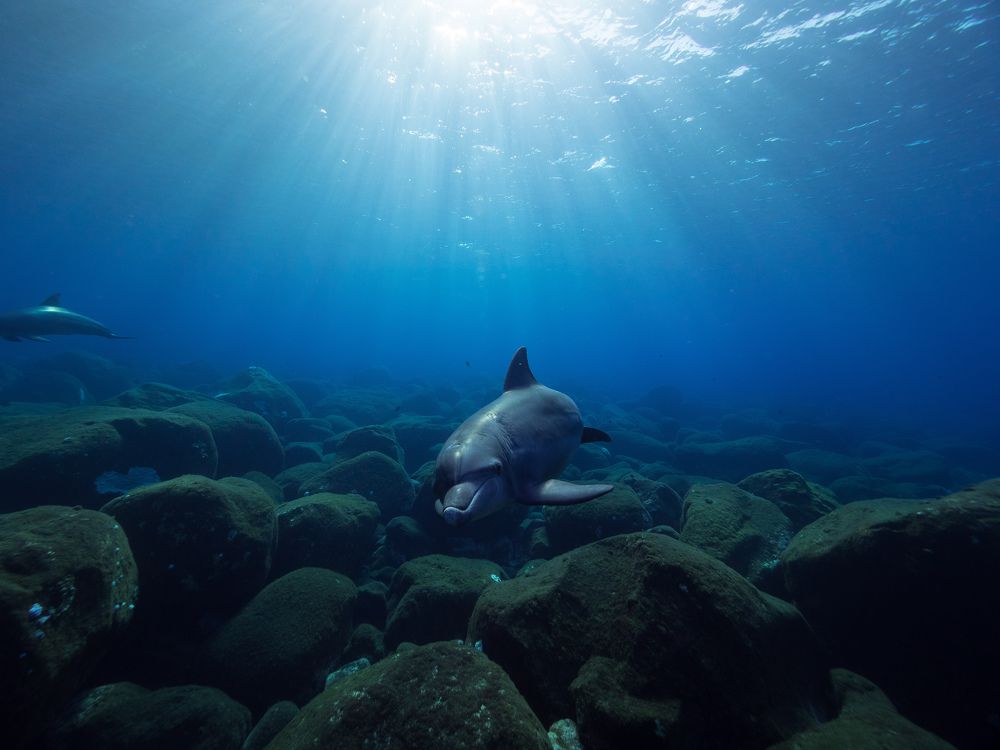 Photograph by Junya Higashi