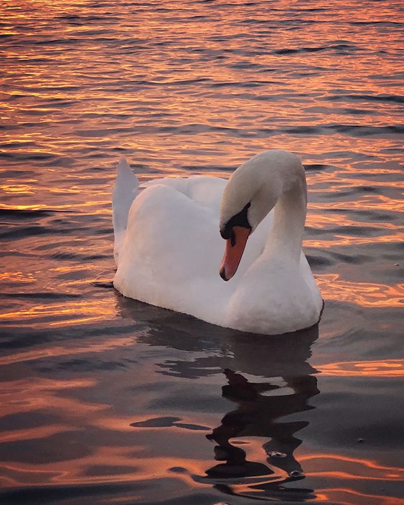 Photograph by Halina Mitsevich