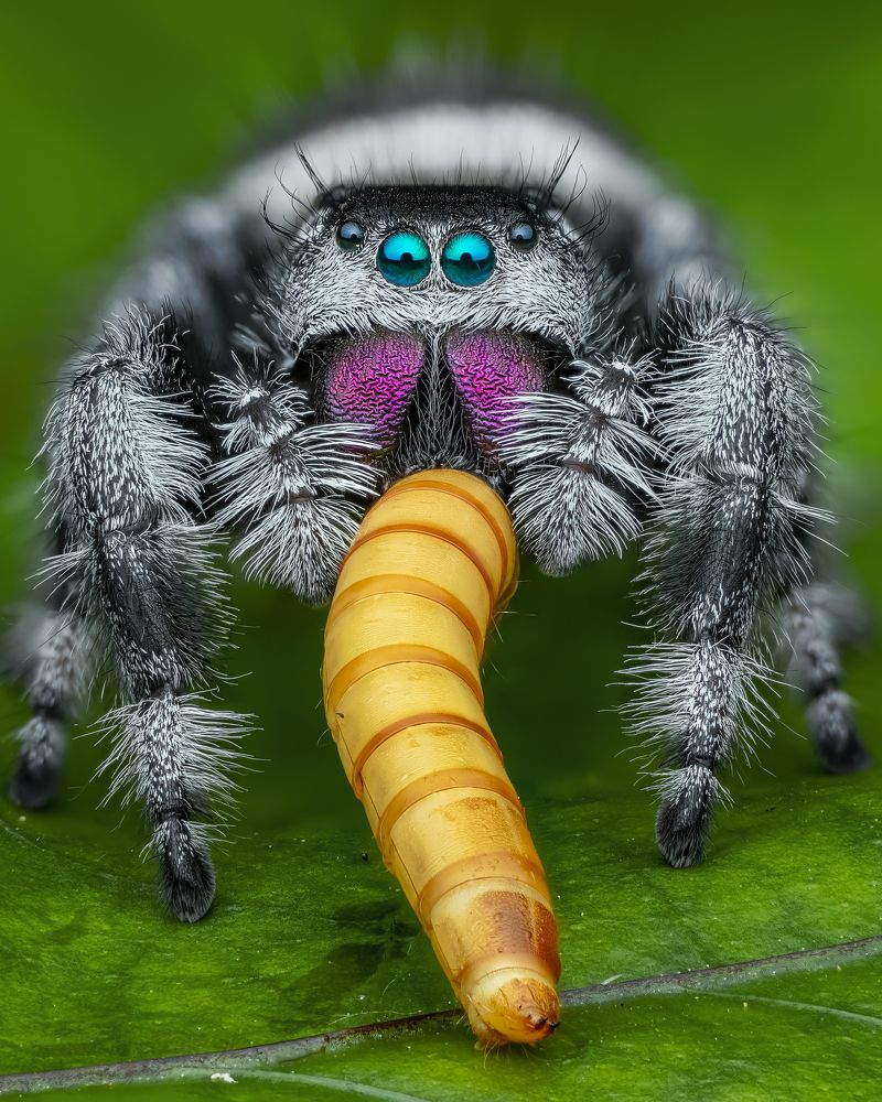 Phidipus regius eating super worm