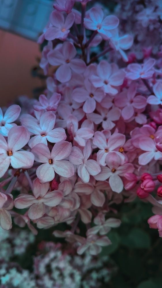 Photograph by Svetlana Victorovna Kibyakova