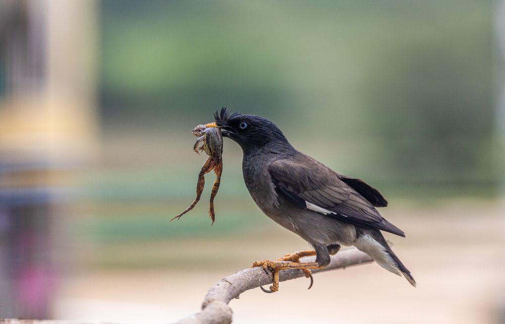 Photograph by Dipanjan Nath