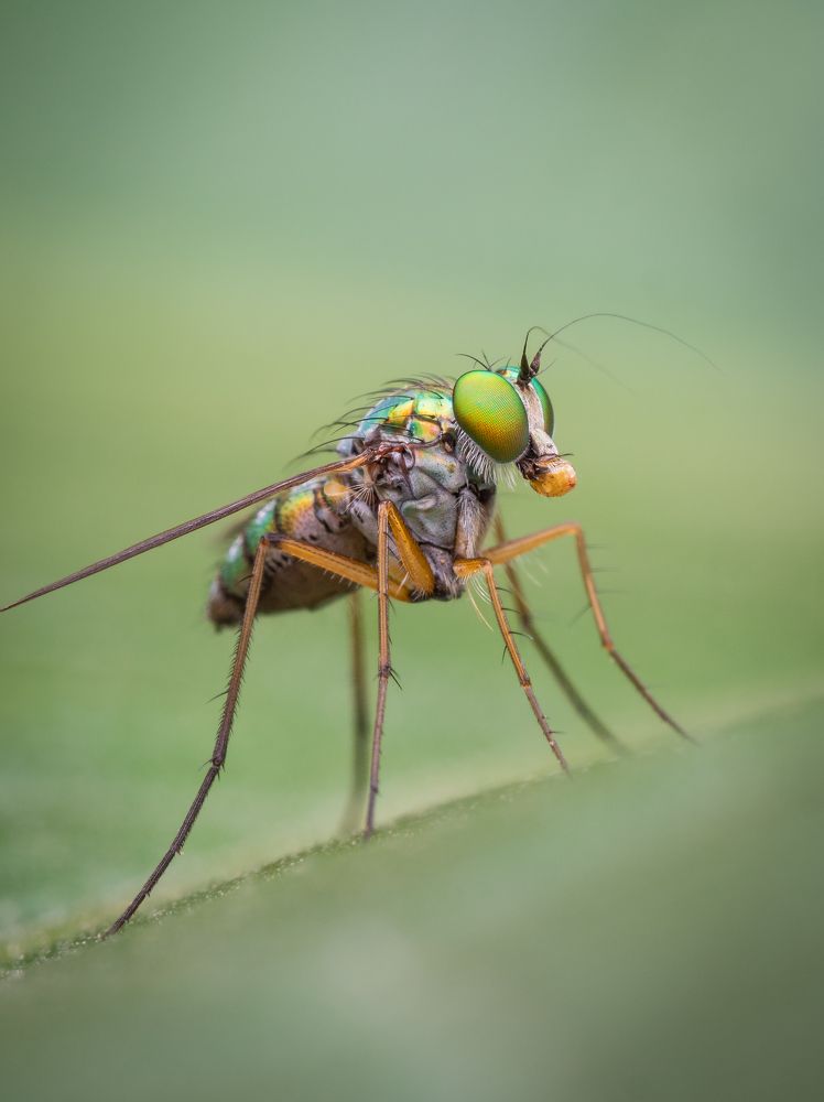 Long legged fly