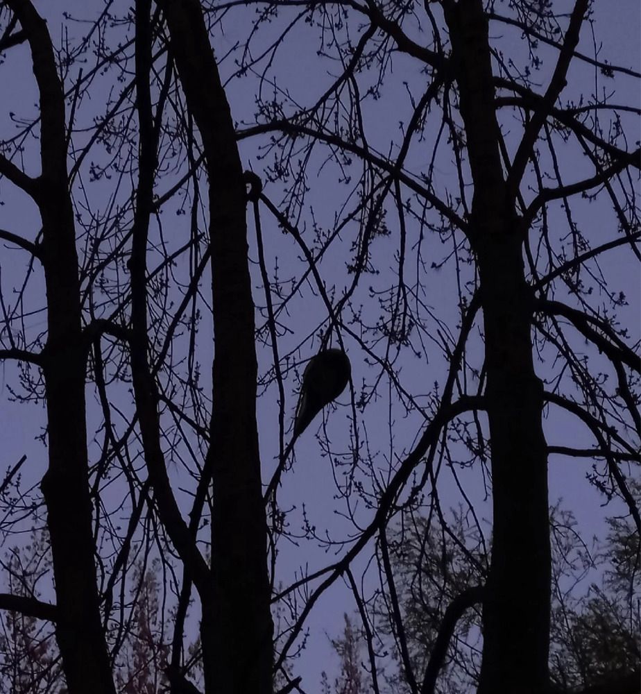 Фотография автора Антонина Клементьева