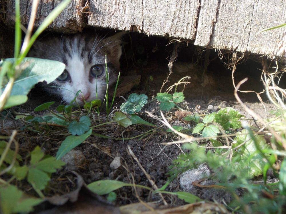 Фотография автора Антонина Клементьева