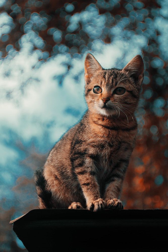 Photograph by Plesa Ioan Dan