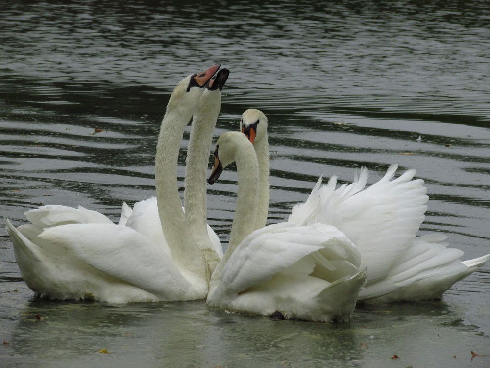 Photograph by Лысых Галина