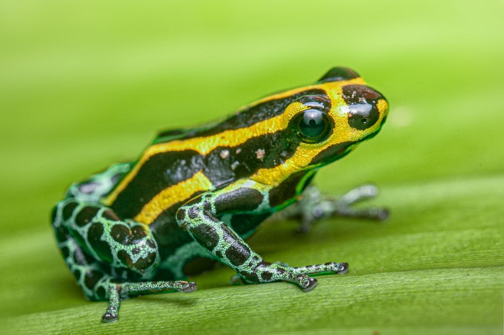 Yellow striped poison frog